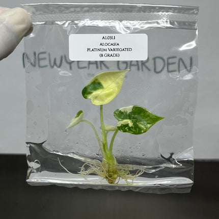 Alocasia Platinum Variegated Tissue Culture (1 item/bag)