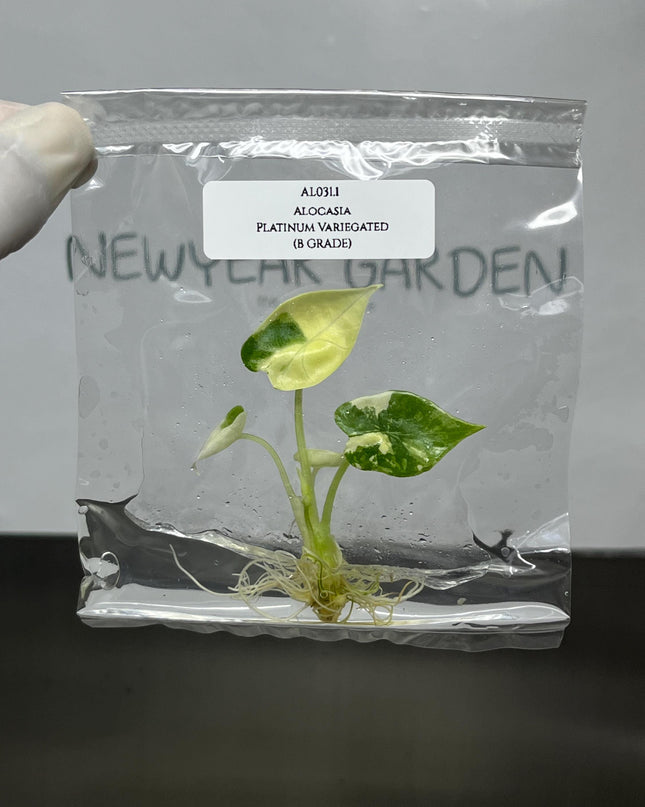 Alocasia Platinum Variegated Tissue Culture (1 item/bag)