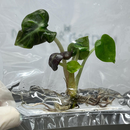 Alocasia Heart Balloon GREEN  Tissue Culture (1 item/bag)