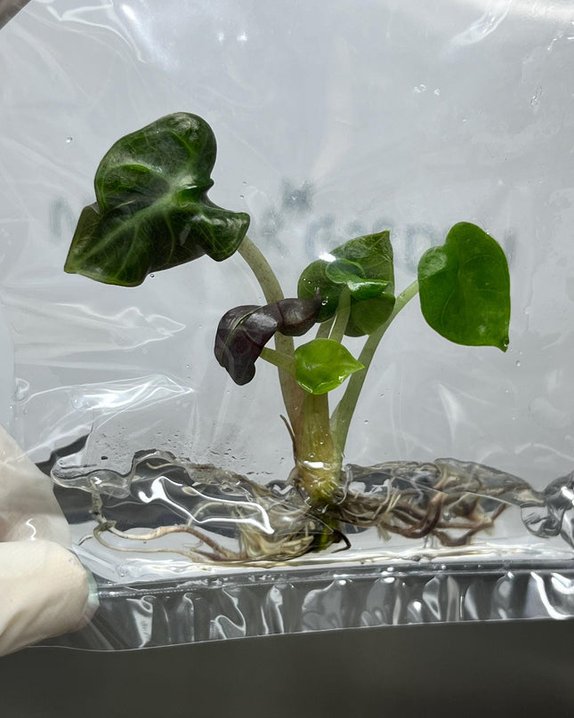 Alocasia Heart Balloon GREEN  Tissue Culture (1 item/bag)