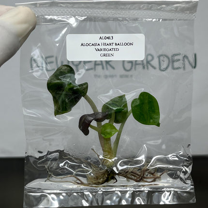 Alocasia Heart Balloon GREEN  Tissue Culture (1 item/bag)