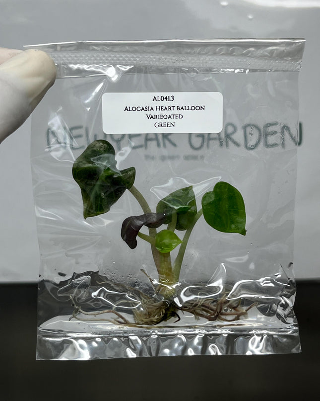 Alocasia Heart Balloon GREEN  Tissue Culture (1 item/bag)