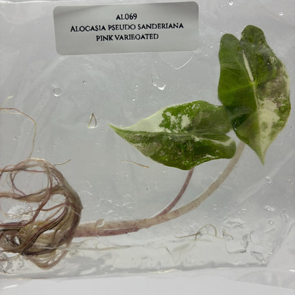 Alocasia Pseudo Sanderiana Pink Variegated Tissue Culture (1 item/bag)