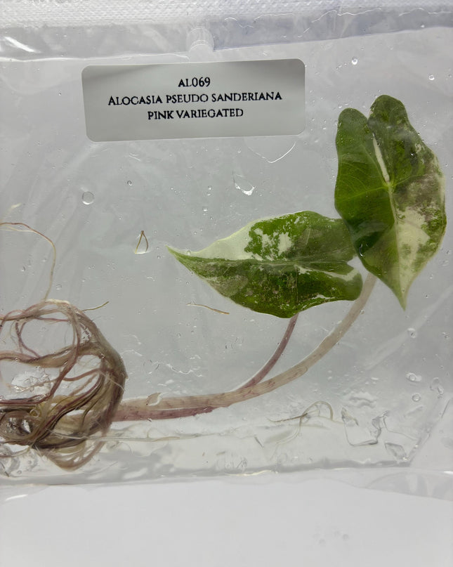 Alocasia Pseudo Sanderiana Pink Variegated Tissue Culture (1 item/bag)