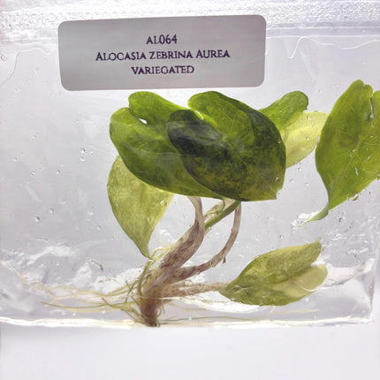 Alocasia Zebrina Aurea Variegated Tissue Culture (1 item/bag)