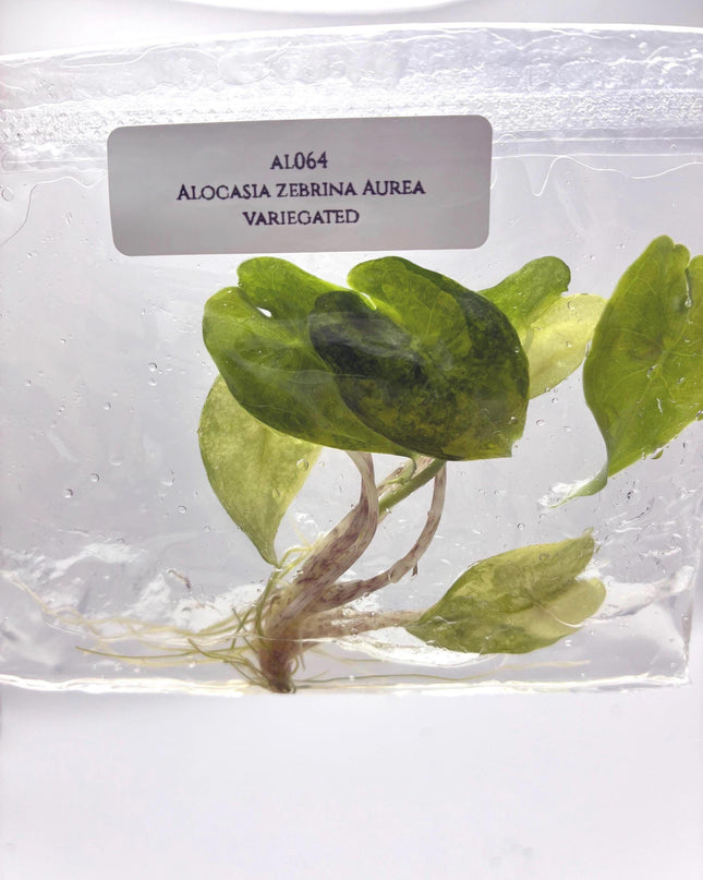 Alocasia Zebrina Aurea Variegated Tissue Culture (1 item/bag)