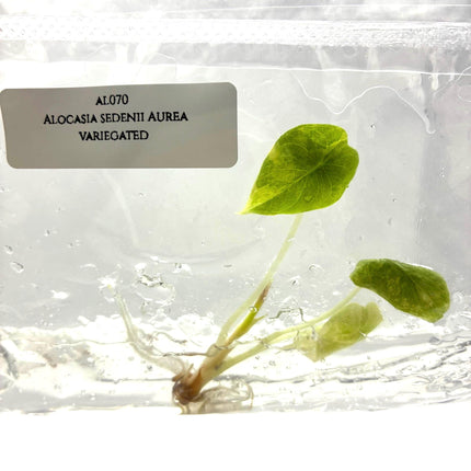Alocasia Sedenii Aurea Variegated Tissue Culture (1 item/bag)