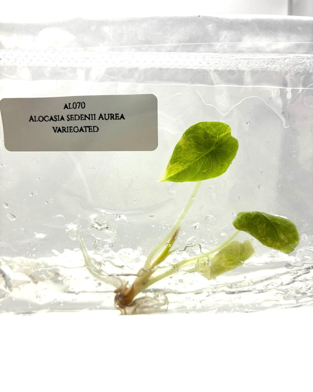 Alocasia Sedenii Aurea Variegated Tissue Culture (1 item/bag)