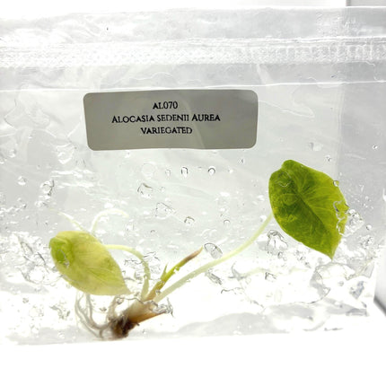 Alocasia Sedenii Aurea Variegated Tissue Culture (1 item/bag)