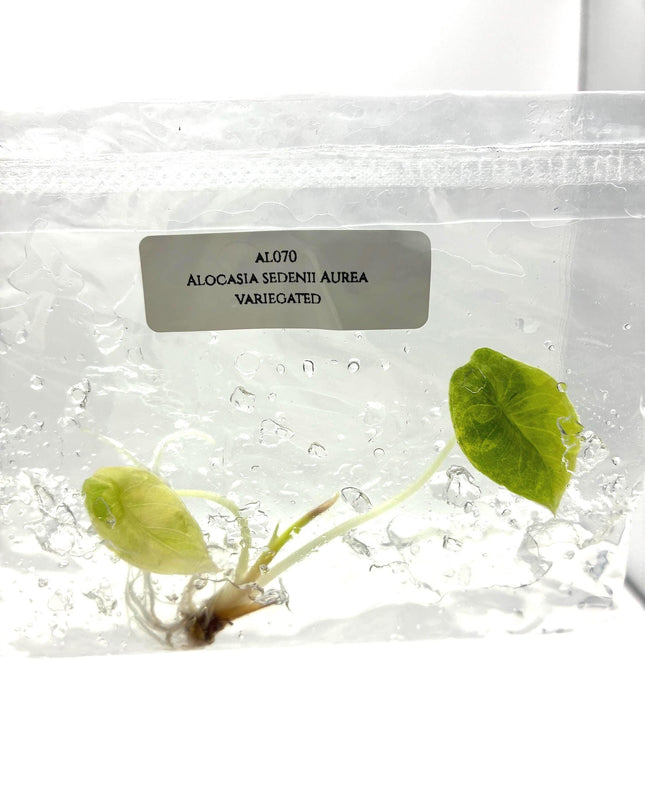 Alocasia Sedenii Aurea Variegated Tissue Culture (1 item/bag)