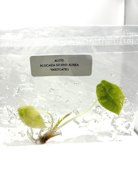Alocasia Sedenii Aurea Variegated Tissue Culture (1 item/bag)