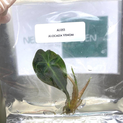 Alocasia Venom Tissue Culture (1 item/bag)