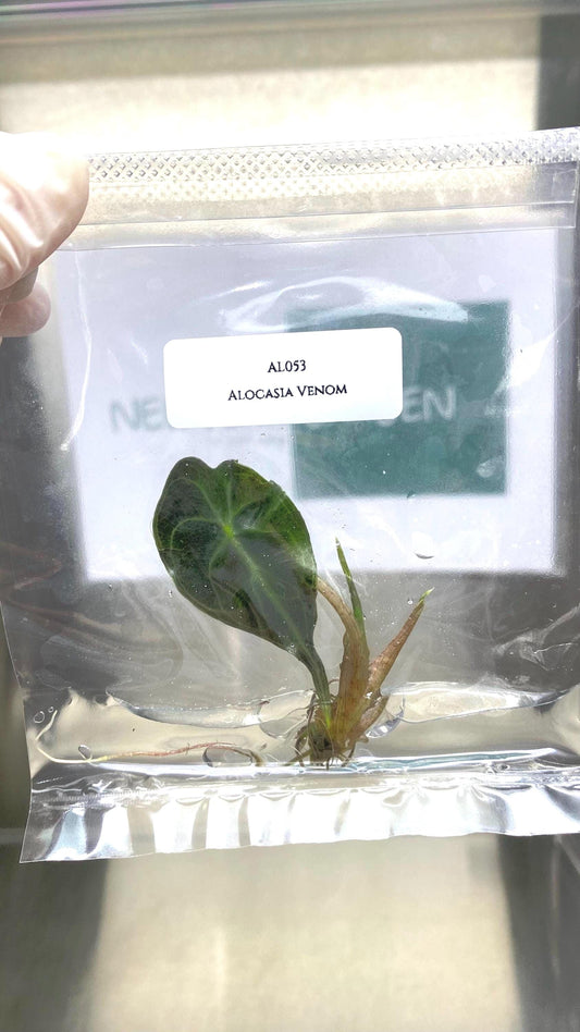 Alocasia Venom Tissue Culture (1 item/bag)