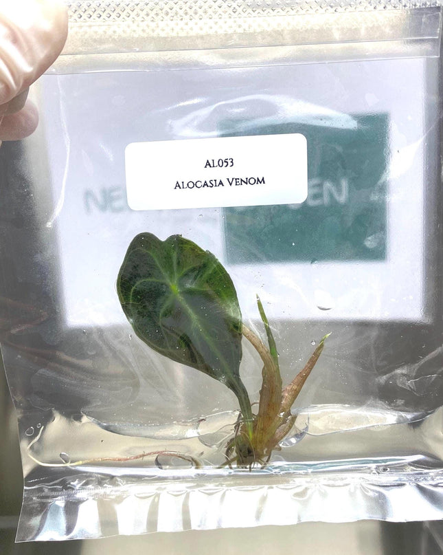 Alocasia Venom Tissue Culture (1 item/bag)