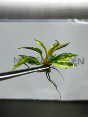 Philodendron Caramel Marble Variegated Fire tiger (1 plant/bag) Tissue Culture