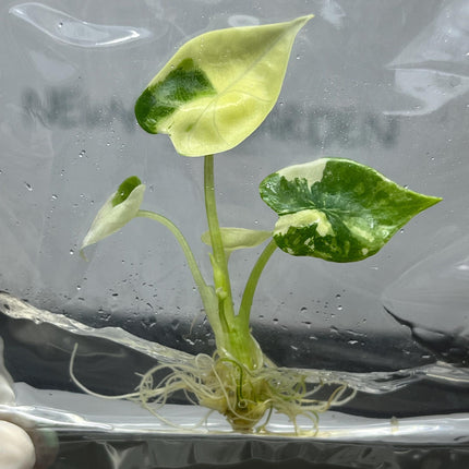 Alocasia Platinum Variegated Tissue Culture (1 item/bag)