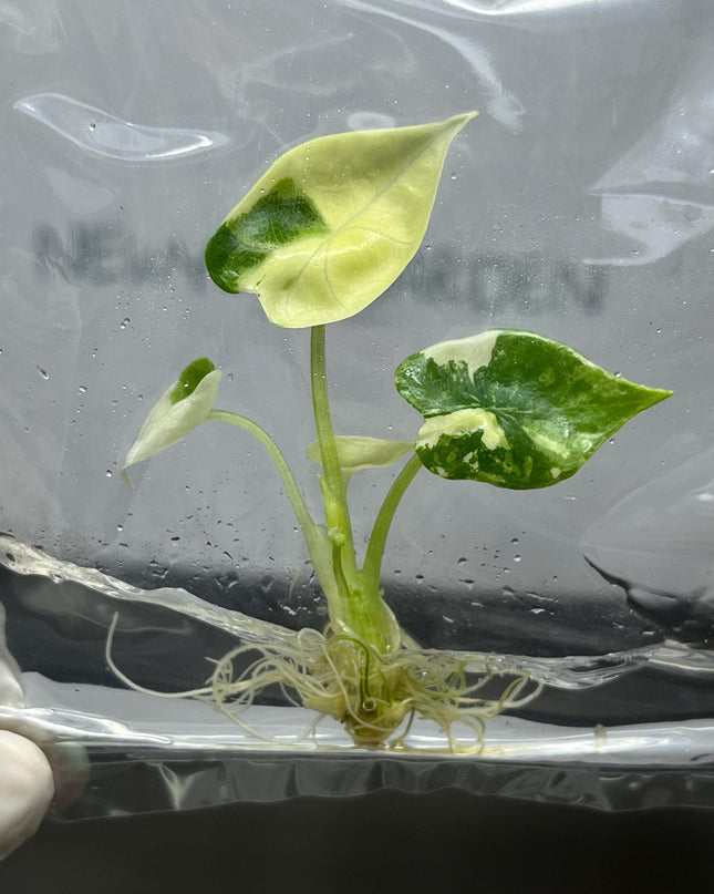 Alocasia Platinum Variegated Tissue Culture (1 item/bag)