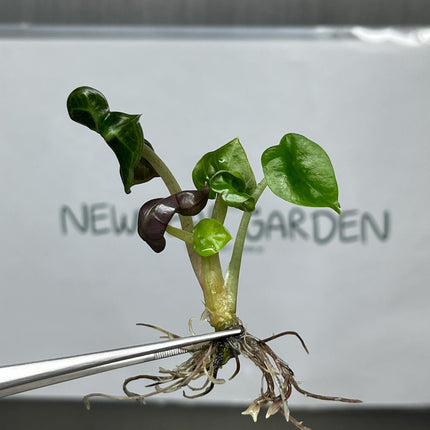 Alocasia Heart Balloon GREEN  Tissue Culture (1 item/bag)