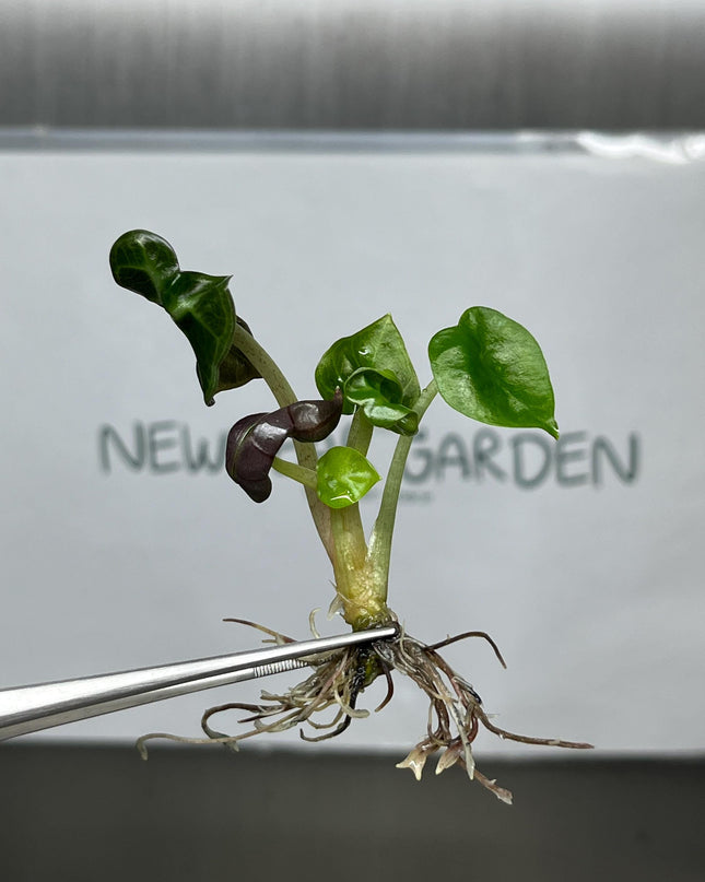 Alocasia Heart Balloon GREEN  Tissue Culture (1 item/bag)
