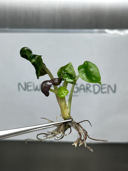 Alocasia Heart Balloon GREEN  Tissue Culture (1 item/bag)