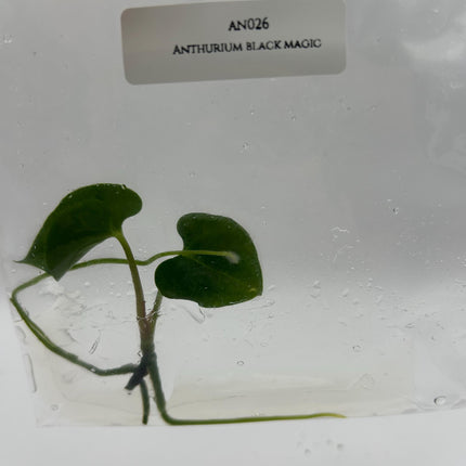 Anthurium Black Magic Tissue Culture (1 item/bag)