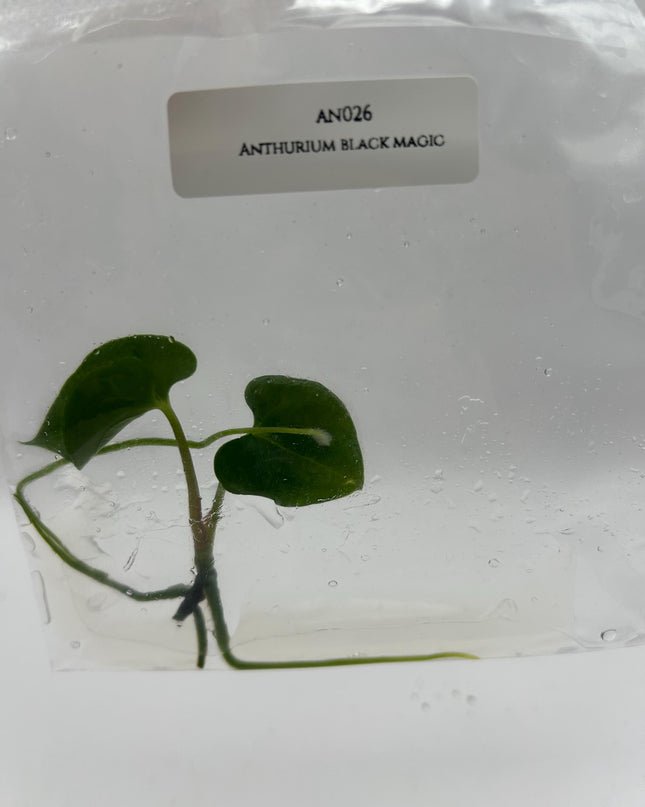Anthurium Black Magic Tissue Culture (1 item/bag)