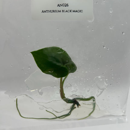 Anthurium Black Magic Tissue Culture (1 item/bag)