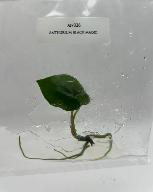 Anthurium Black Magic Tissue Culture (1 item/bag)