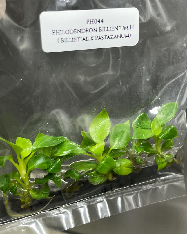 Philodendron Billienium H (Billietiae x Pastazanum) Tissue Culture (5 items/bag)