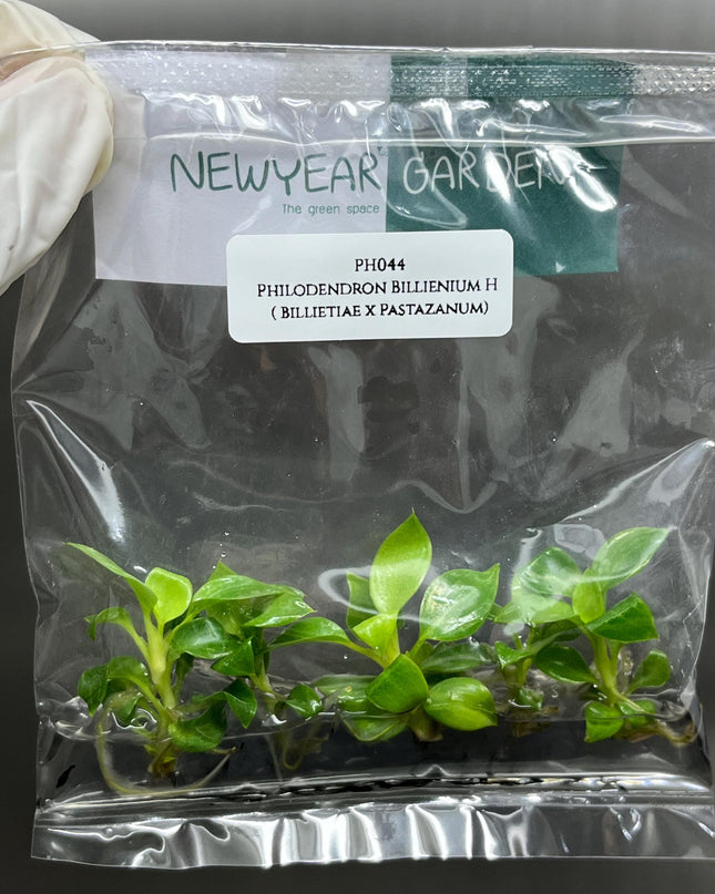 Philodendron Billienium H (Billietiae x Pastazanum) Tissue Culture (5 items/bag)