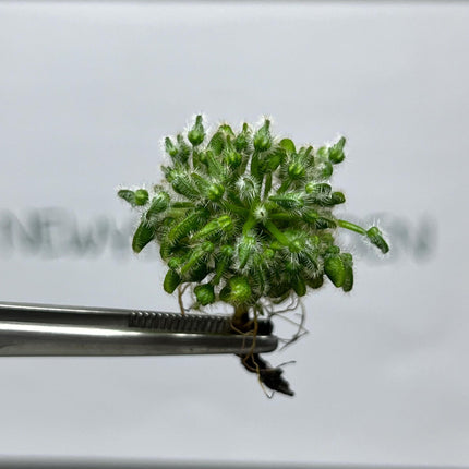 Cephalotus Follicularis Tissue Culture (1 item/bag)