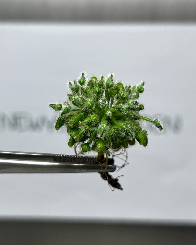 Cephalotus Follicularis Tissue Culture (1 item/bag)