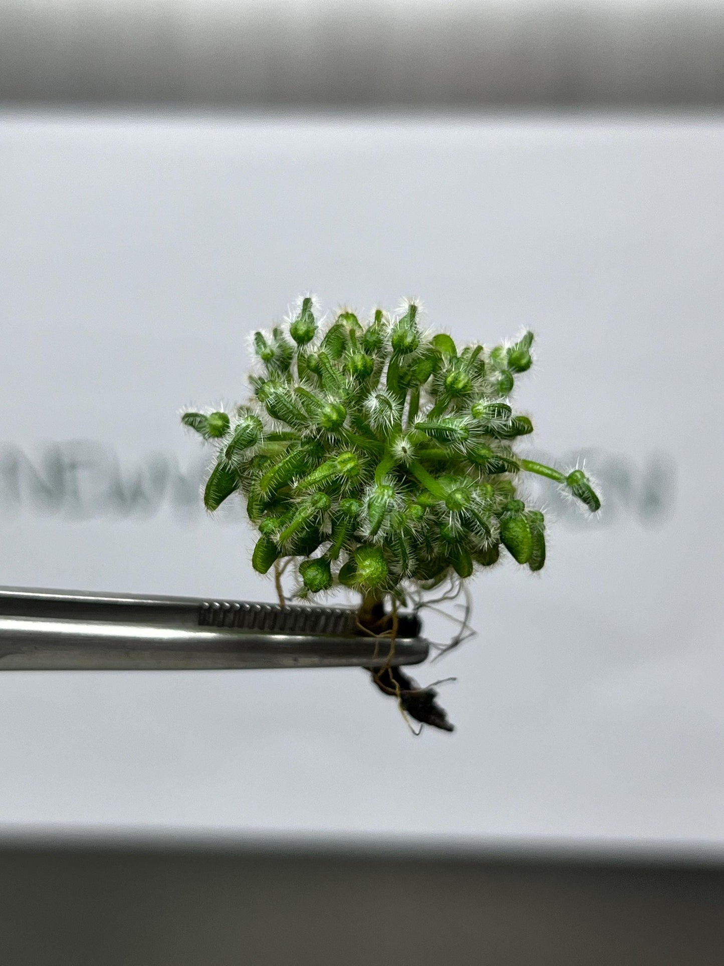 Cephalotus Follicularis Tissue Culture (1 item/bag)