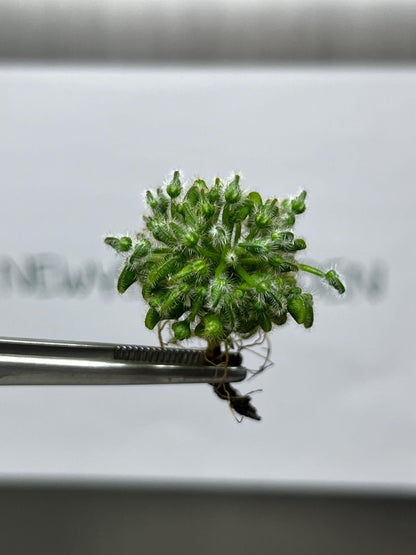 Cephalotus Follicularis Tissue Culture (1 item/bag)