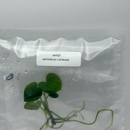 Anthurium Luxurians Tissue Culture (1 item/bag) – Newyear Garden