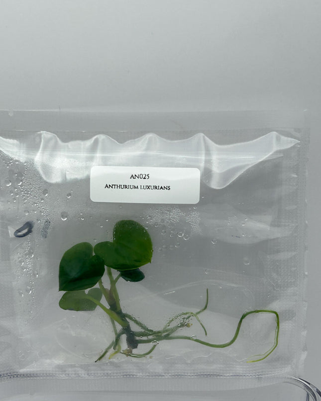 Anthurium Luxurians Tissue Culture (1 item/bag)