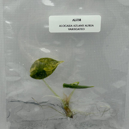 Alocasia Azlanii Aurea Variegated (1 item/bag) Tissue Culture
