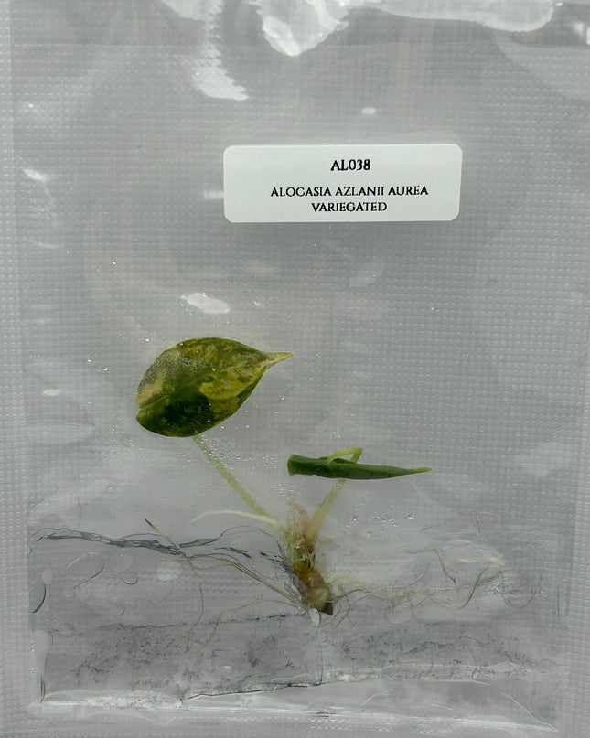 Alocasia Azlanii Aurea Variegated (1 item/bag) Tissue Culture