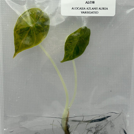 Alocasia Azlanii Aurea Variegated (1 item/bag) Tissue Culture