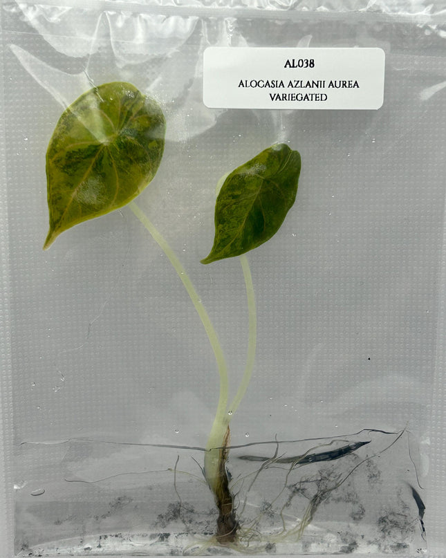 Alocasia Azlanii Aurea Variegated (1 item/bag) Tissue Culture