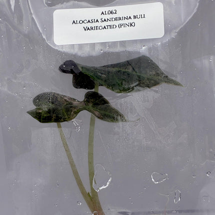 Alocasia Sanderina Bull Pink Variegated Tissue Culture (1 item/bag)