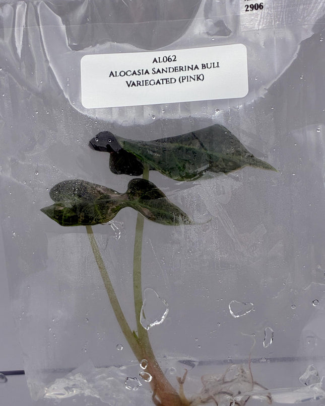Alocasia Sanderina Bull Pink Variegated Tissue Culture (1 item/bag)