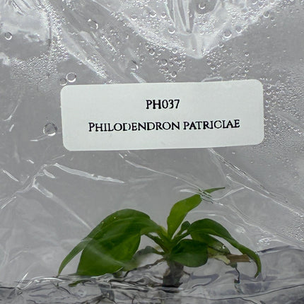 Philodendron Patriciae Tissue Culture (1 item/bag)