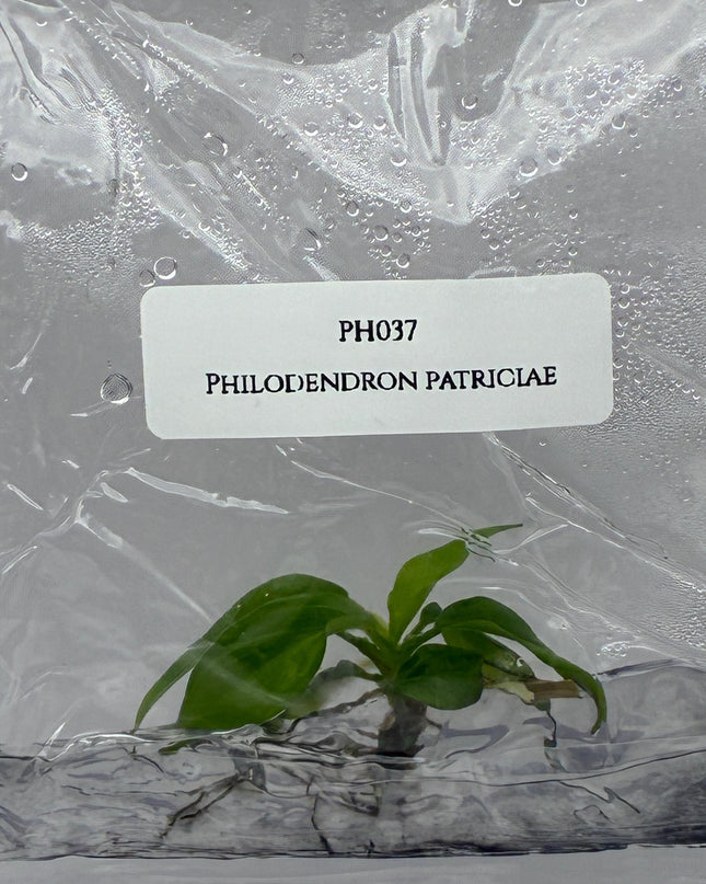 Philodendron Patriciae Tissue Culture (1 item/bag)