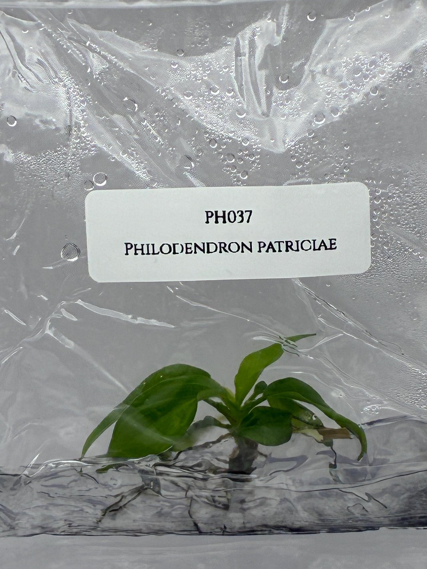 Philodendron Patriciae Tissue Culture (1 item/bag)