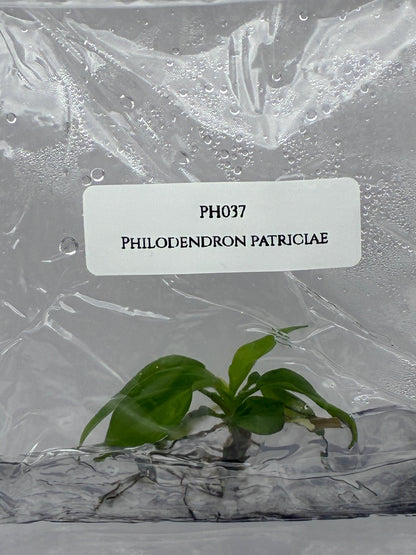Philodendron Patriciae Tissue Culture (1 item/bag)