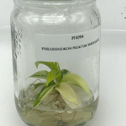 Philodendron Pedatum Variegated Tissue Culture (1 item/bag)
