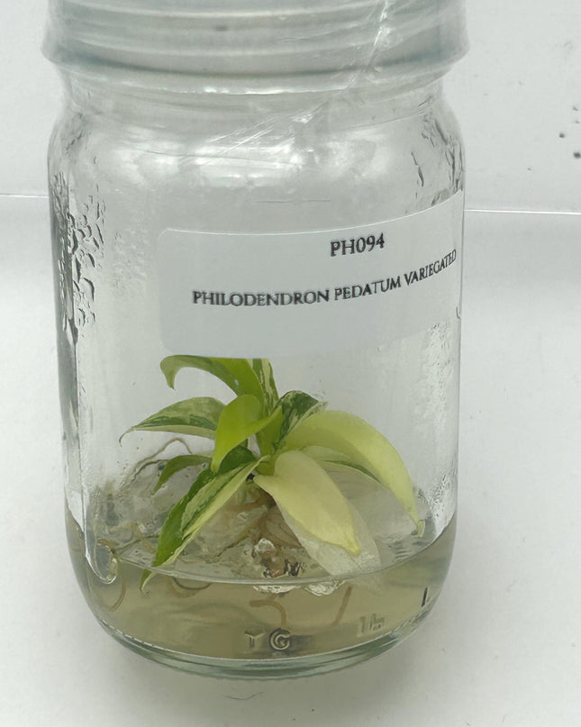 Philodendron Pedatum Variegated Tissue Culture (1 item/bag)