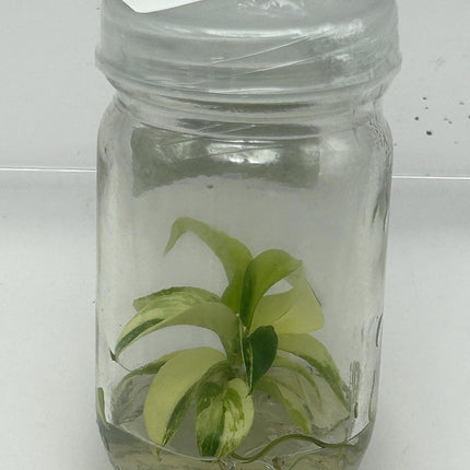 Philodendron Pedatum Variegated Tissue Culture (1 item/bag)