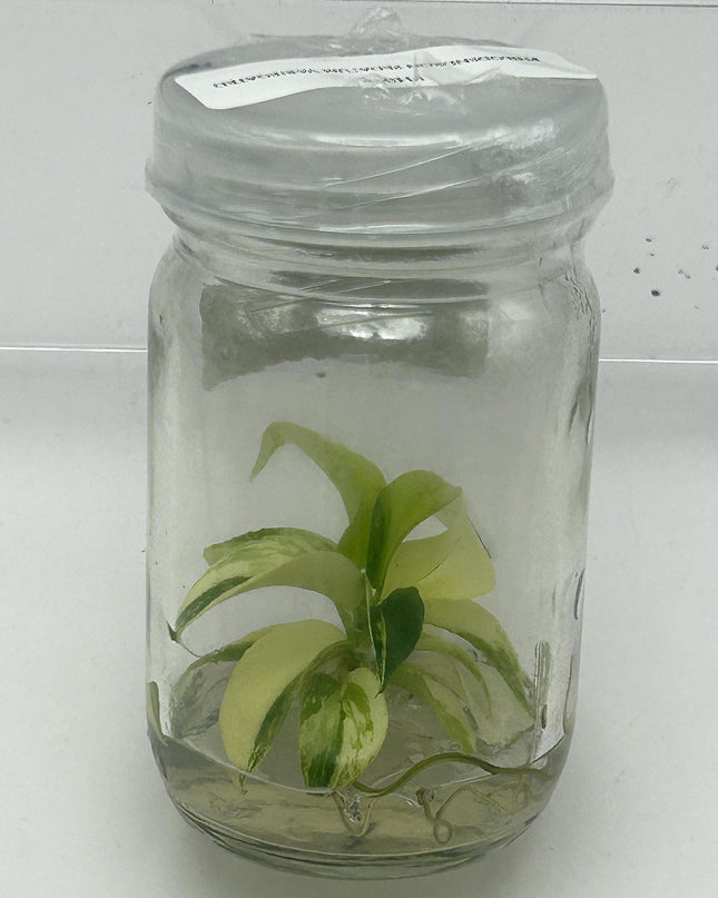 Philodendron Pedatum Variegated Tissue Culture (1 item/bag)